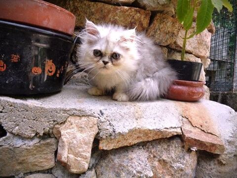 petits persans 1 male 590 07600 Vals-les-bains