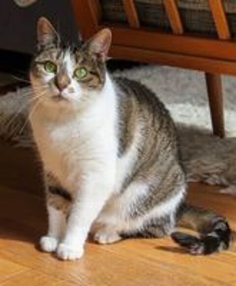   AZALEE FEMELLE TIGRE BLANC 8 ANS 1/2 