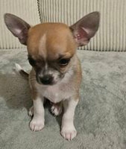   Chihuahua  