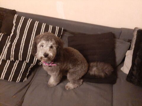 chiot 900 69100 Villeurbanne