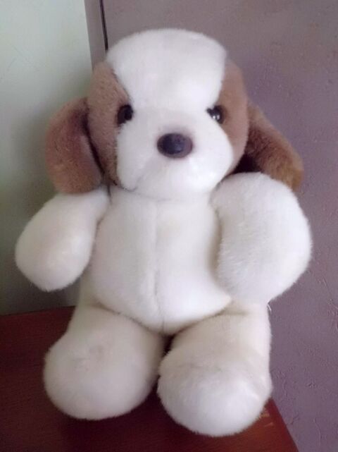 chien blanc et marron bout'chou 16 Oignies (62)