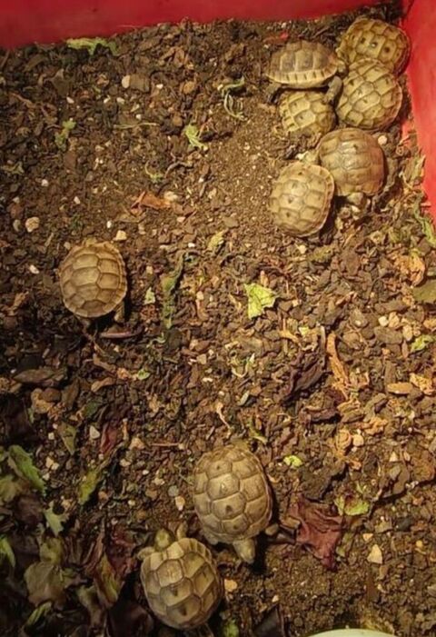 Tortue de terre  20 83390 Cuers