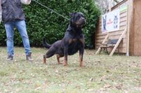   FEMELLE ROTTWEILER LOF  