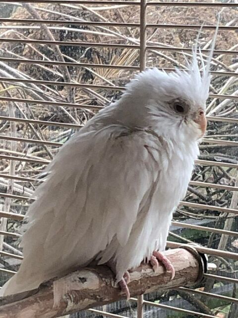 Calopsitte m&acirc;le 0 77131 Touquin