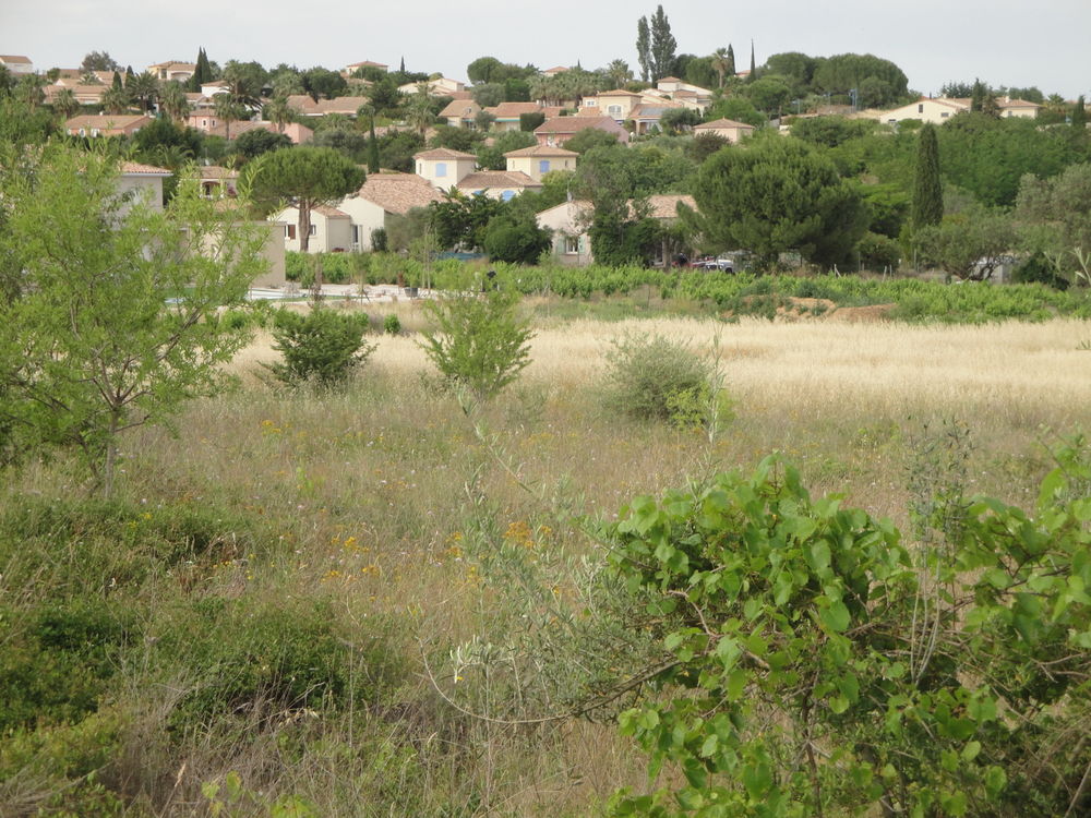 Vente Terrain Terrain agricole avec des qualités pour passer constructible Nézignan-l'Évêque