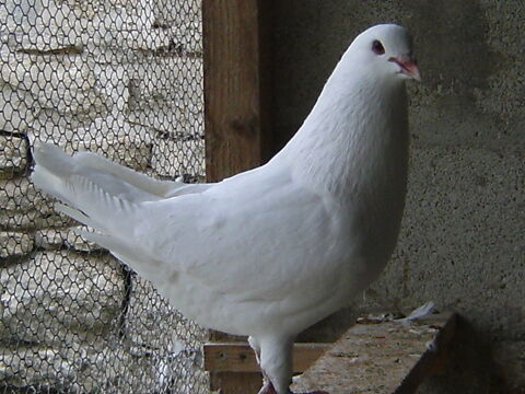 
Pigeons reproducteurs hubbell blanc 2 77167 Bagneaux-sur-loing