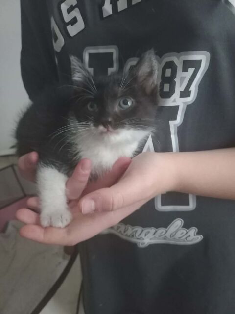 Chat PISTACHE &agrave; l adoption 120 26330 Châteauneuf-de-galaure