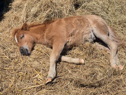 MAGNIFIQUE PONEY SHETLAND 550 44350 Gurande