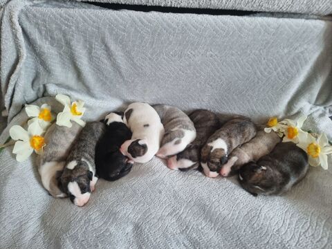 Chiots whippet LOF 1000 35150 Chanteloup