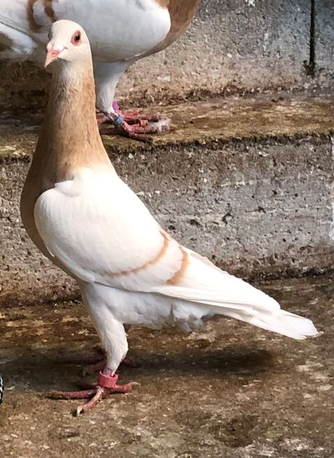 Pigeons de race " Tête Colorée de Brive " et " Gier " 20 53370 Saint-pierre-des-nids