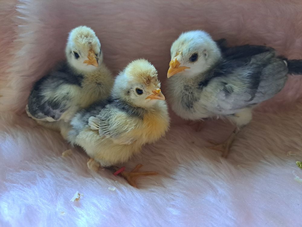   Poussins 
