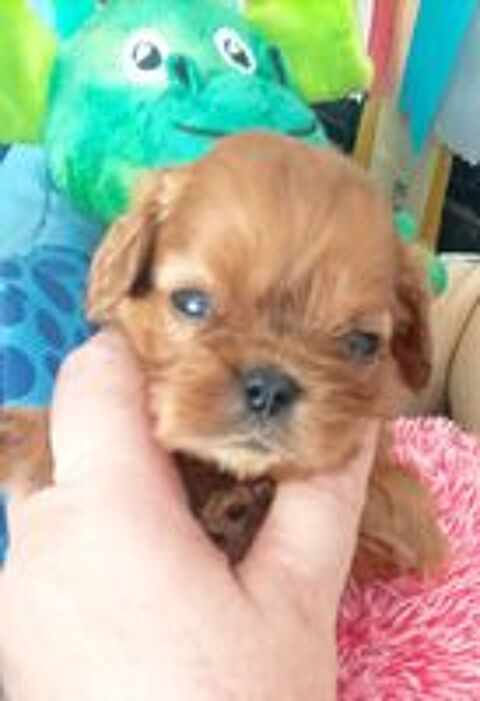   Jolis bb cavalier king charles lof disponibles !! 