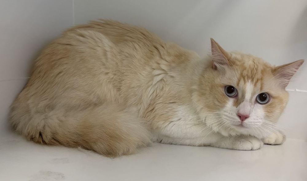   BILOUTE, chat croisé siamois yeux bleus 4 ans 