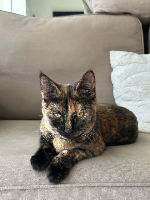 VA&Iuml;ANA 240 92400 Courbevoie