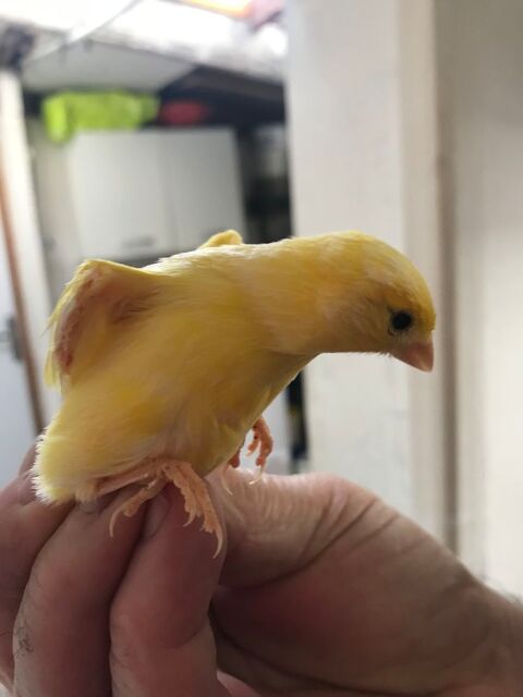 canaris RAZA 50 95380 Louvres