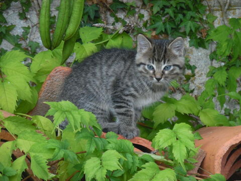 Donne chaton mâle tigré de juste 3 mois. 0 24340 Mareuil