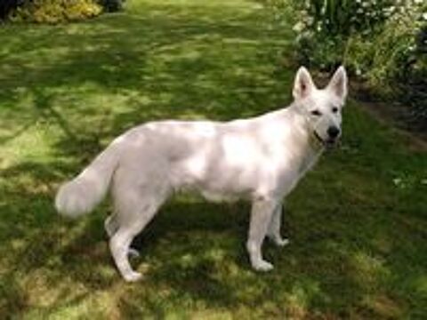   Chiots bergers blancs suisse LOF 
