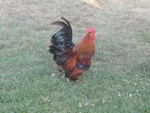   Coq de l'annee  