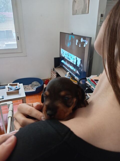 Chiot femelle teckel poil dur 1600 83470 Saint-maximin-la-sainte-baume