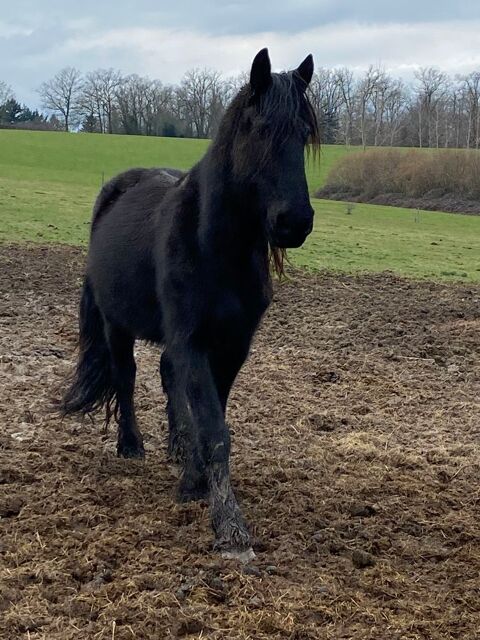  frison hongre onc 14 ans 3500 03130 Montcombroux-les-mines