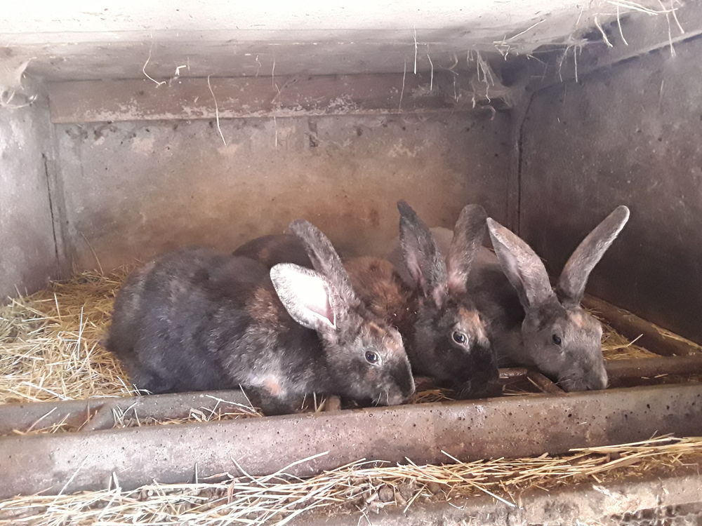   Lapin rex 