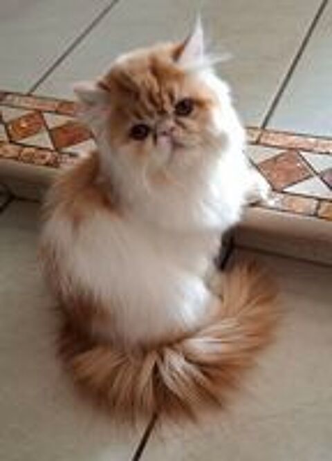   CHATONS PERSAN DISPONIBLES DE SUITE  