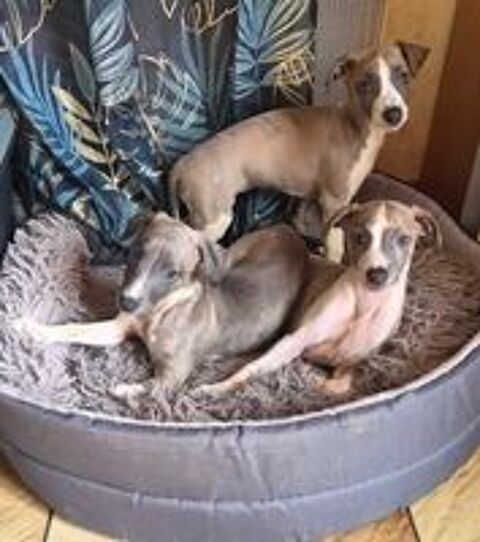   petit chiot whippet 