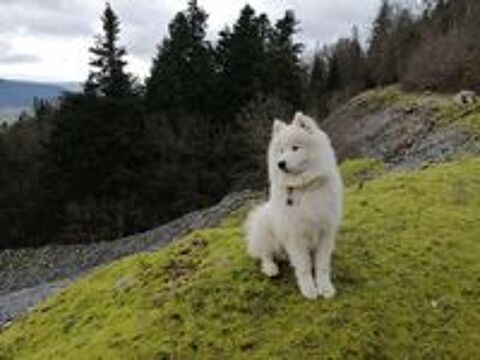   Samoyde mle LOF disponible pour saillie 