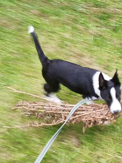 Border collie 4 mois  0 64000 Pau