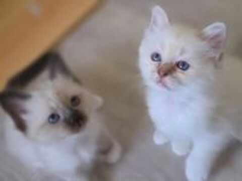   chaton secré de birmanie LOOF 