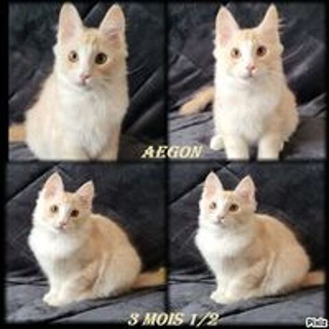   1 M�LE maines coon LOOF  