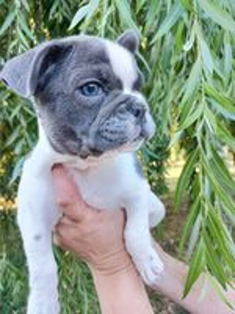   Chiots bouledogue français  