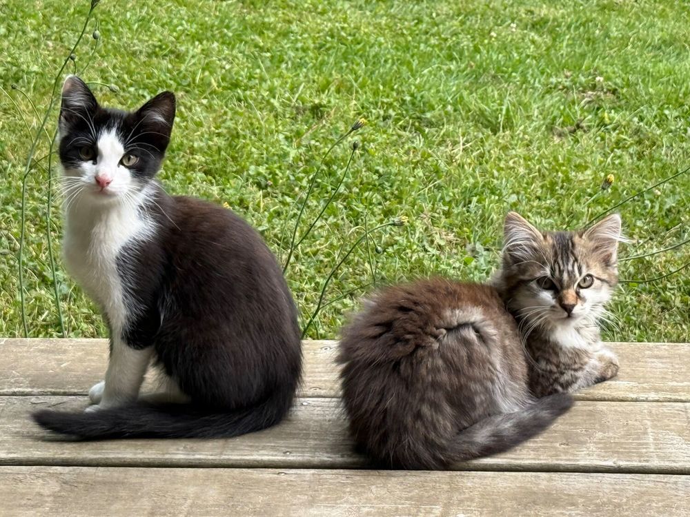   Chatons à donner - vaccinés et pucés - mâle ou femelle.  