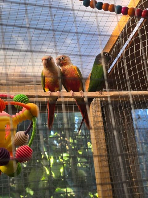 oiseaux 450 Lucciana (20)