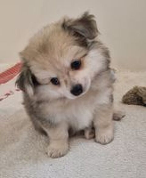   Chiots Pomchi 