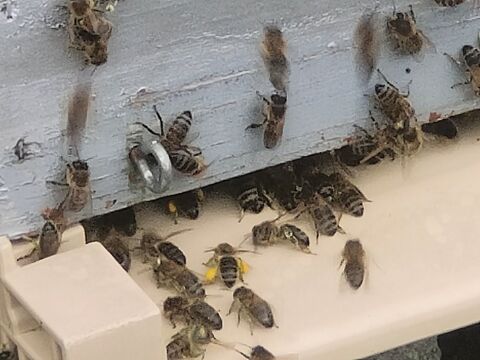 Essaims d'abeilles 150 22320 Saint-martin-des-prs