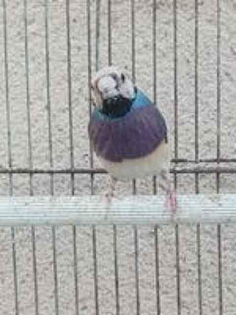   Diamant de Gould bleu 