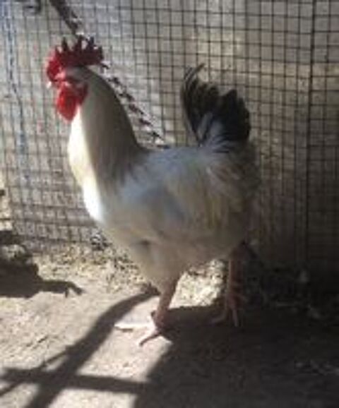   Beau coq de ferme blanc reproducteur 
