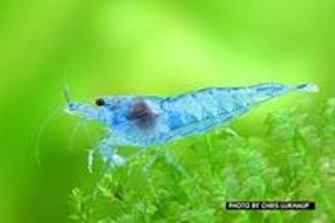   Crevettes Aquarium Neocaridina Blue Jelly 