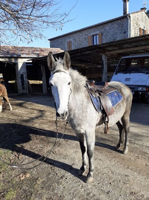 Mule 2800 07140 Les vans