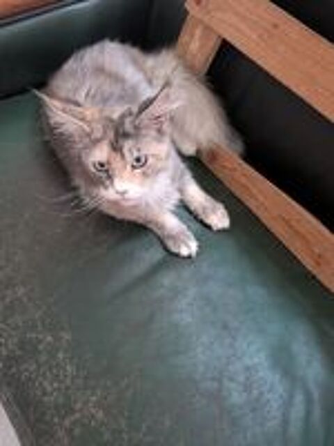   Chaton maine coon  