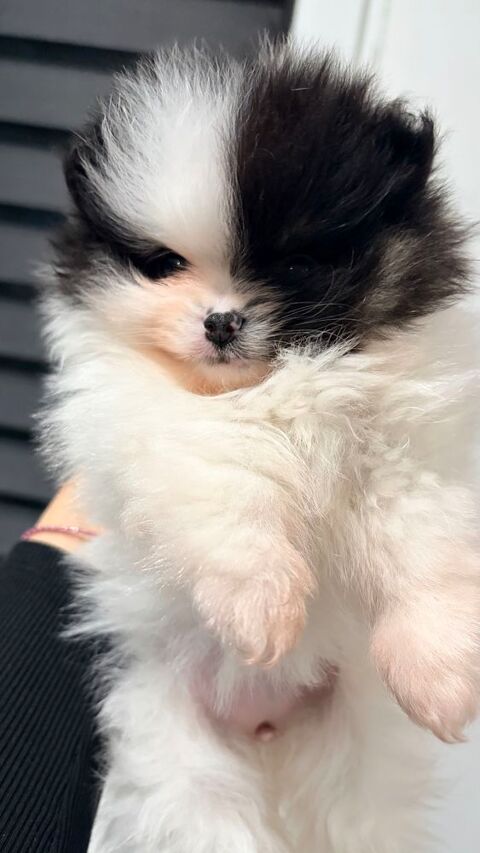 chiot spitz nain 2500 41360 Lunay