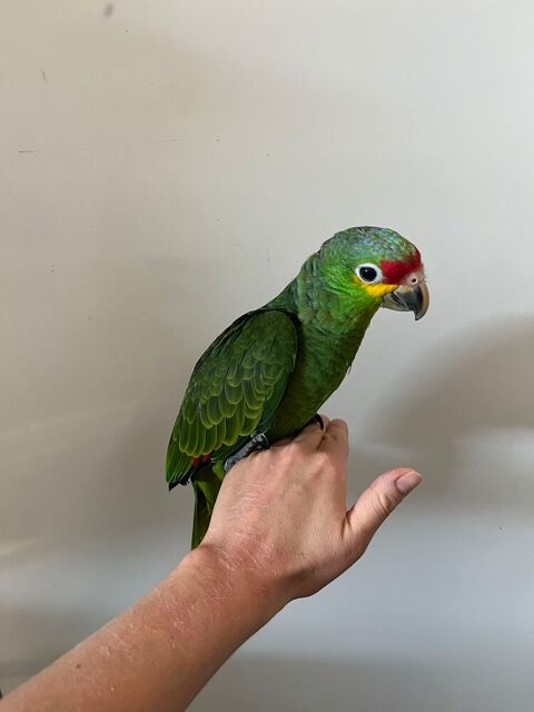 Perroquet amazone &agrave; front rouge 800 57300 Hagondange