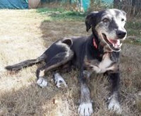   Lara, x Berger, 14 ans,  l'adoption 