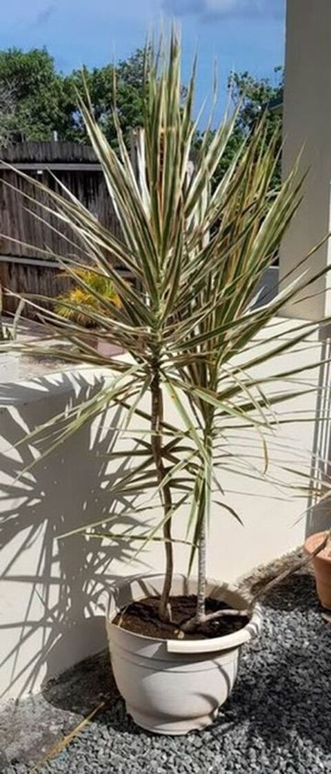 Plante Dracaena Saint-Philippe (97)