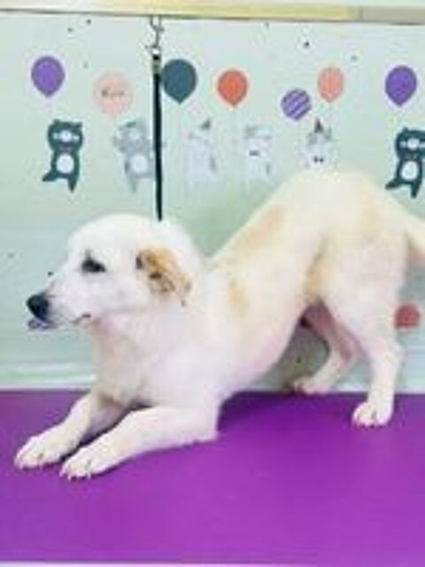   MAGGIE SE TROUVE DANS UN REFUGE EN CHINE 