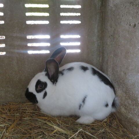 lapin 25 Euros 25 14540 Bourgu�bus