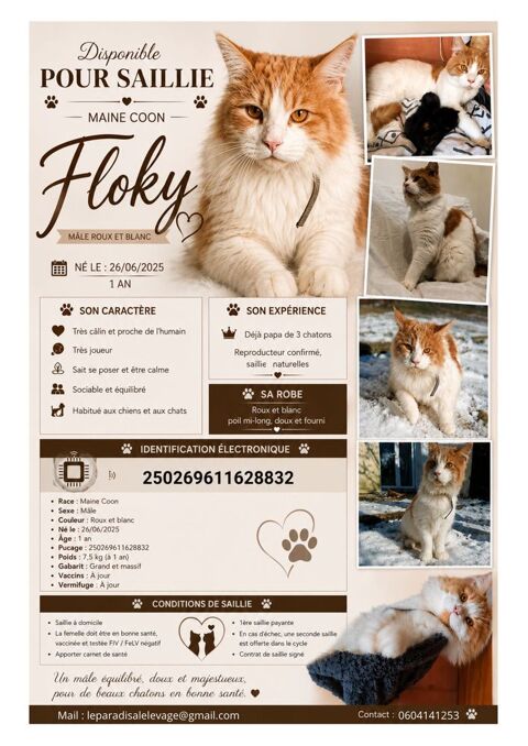m&acirc;le Maine Coon reproducteur 0 44460 Fégréac