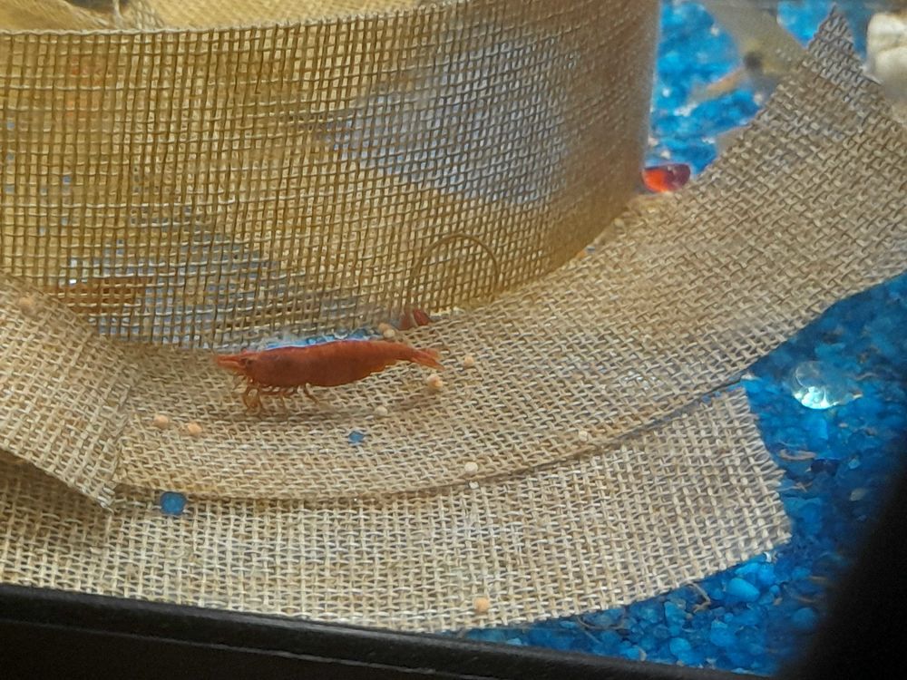 guppy male et femelle.. crevettes red cherry male ou femelle.. ancistrus male adulte noir ou orange. 