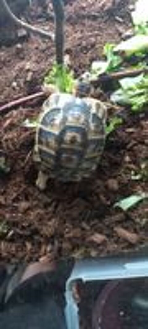   Tortue 